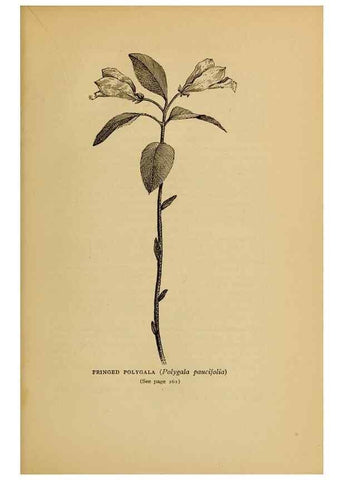 Reproducción/Reproduction 49304412707: Harper's guide to wild flowers,. New York,Harper,1912.. 