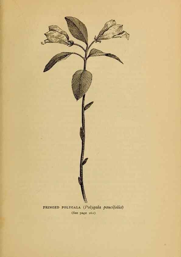 Reproducción/Reproduction 49304412707: Harper's guide to wild flowers,. New York,Harper,1912.. 