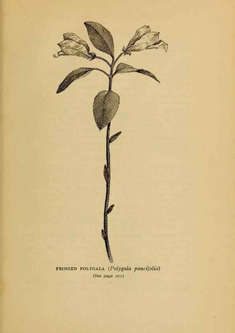 Reproducción/Reproduction 49304412707: Harper's guide to wild flowers,. New York,Harper,1912.. 