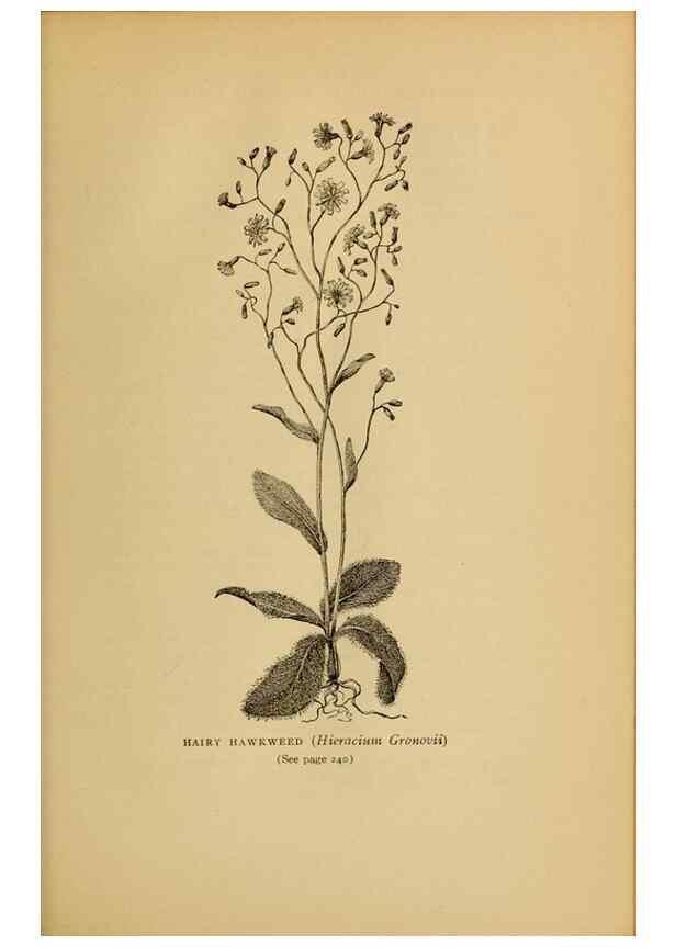 Reproducción/Reproduction 49304410807: Harper's guide to wild flowers,. New York,Harper,1912.. 