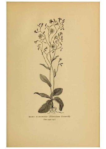 Reproducción/Reproduction 49304410807: Harper's guide to wild flowers,. New York,Harper,1912.. 