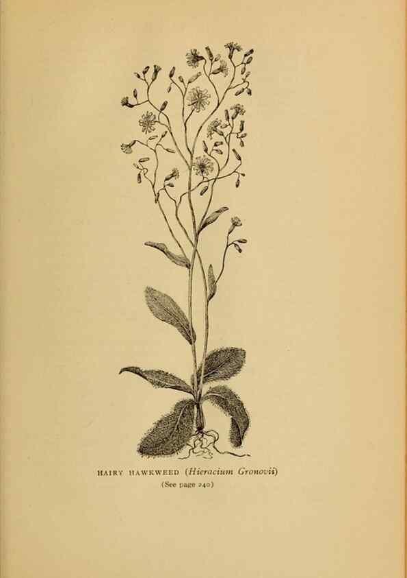 Reproducción/Reproduction 49304410807: Harper's guide to wild flowers,. New York,Harper,1912.. 