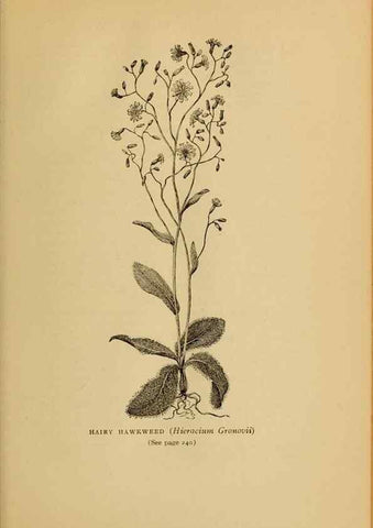 Reproducción/Reproduction 49304410807: Harper's guide to wild flowers,. New York,Harper,1912.. 