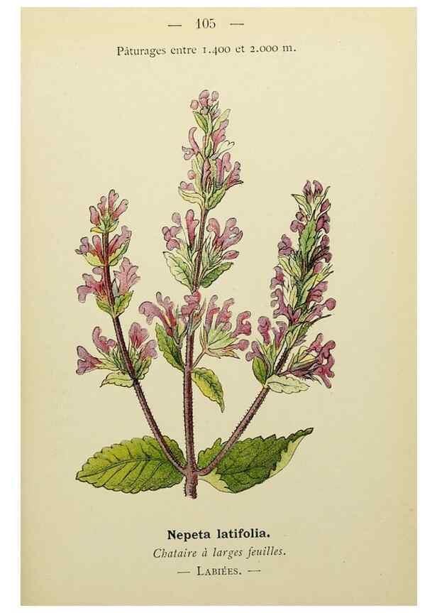 Reproducción/Reproduction 49344868773: Nouvelle flore coloriée de poche des Alpes et des Pyrénées.. Paris,Klincksieck,1906-1912.. 