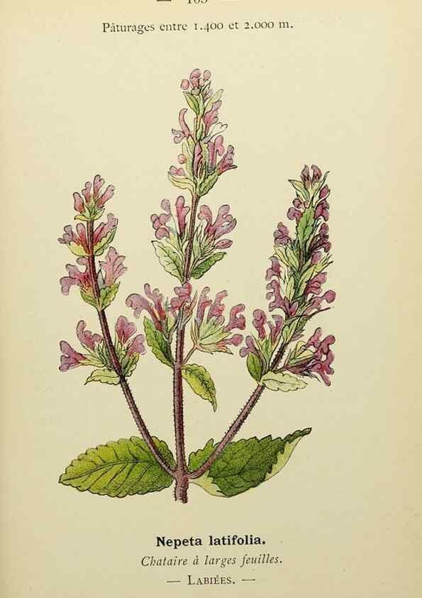 Reproducción/Reproduction 49344868773: Nouvelle flore coloriée de poche des Alpes et des Pyrénées.. Paris,Klincksieck,1906-1912.. 