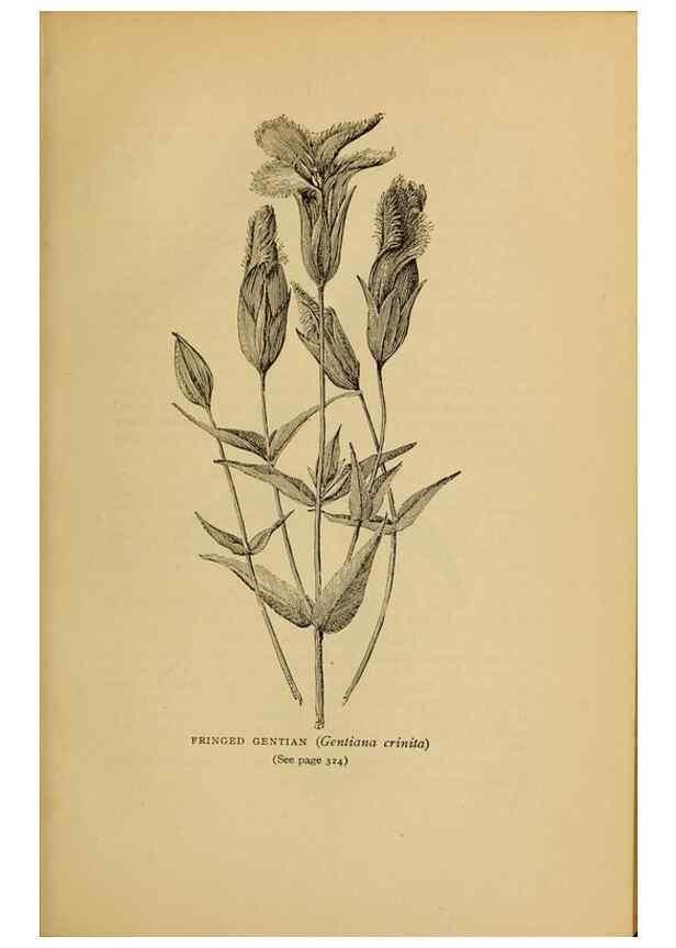 Reproducción/Reproduction 49303729398: Harper's guide to wild flowers,. New York,Harper,1912.. 