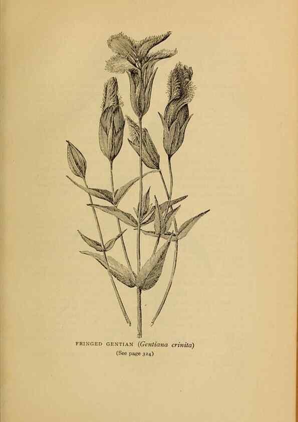 Reproducción/Reproduction 49303729398: Harper's guide to wild flowers,. New York,Harper,1912.. 