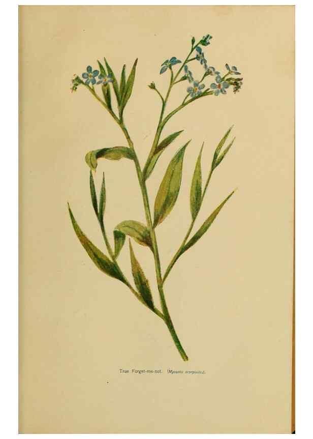 Reproducción/Reproduction 49304218591: Harper's guide to wild flowers,. New York,Harper,1912.. 