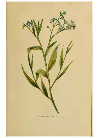 Reproducción/Reproduction 49304218591: Harper's guide to wild flowers,. New York,Harper,1912.. 