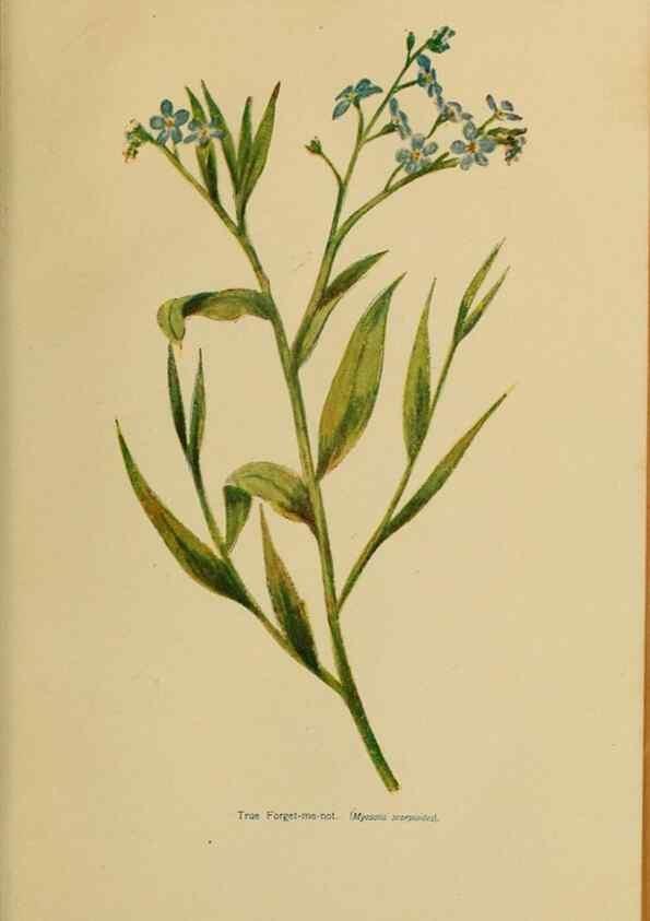 Reproducción/Reproduction 49304218591: Harper's guide to wild flowers,. New York,Harper,1912.. 