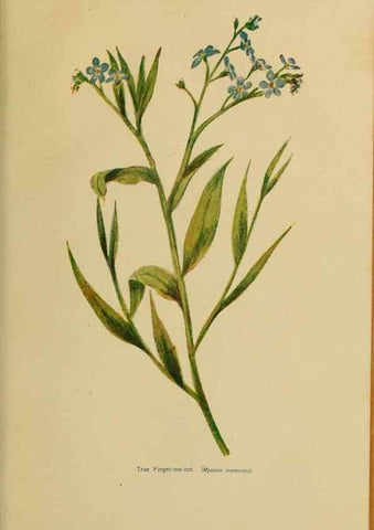 Reproducción/Reproduction 49304218591: Harper's guide to wild flowers,. New York,Harper,1912.. 