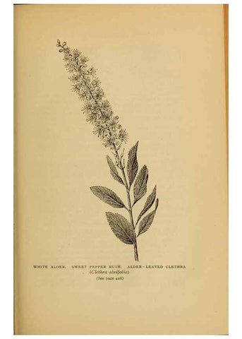 Reproducción/Reproduction 49304223341: Harper's guide to wild flowers,. New York,Harper,1912.. 
