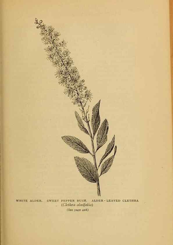 Reproducción/Reproduction 49304223341: Harper's guide to wild flowers,. New York,Harper,1912.. 