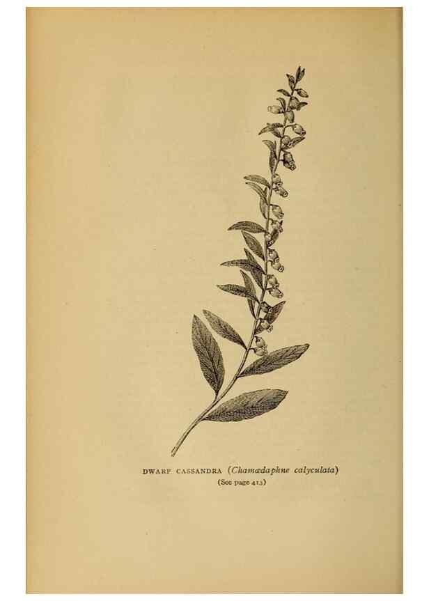 Reproducción/Reproduction 49304432842: Harper's guide to wild flowers,. New York,Harper,1912.. 