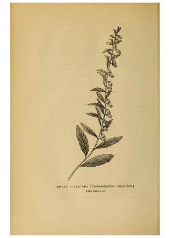 Reproducción/Reproduction 49304432842: Harper's guide to wild flowers,. New York,Harper,1912.. 