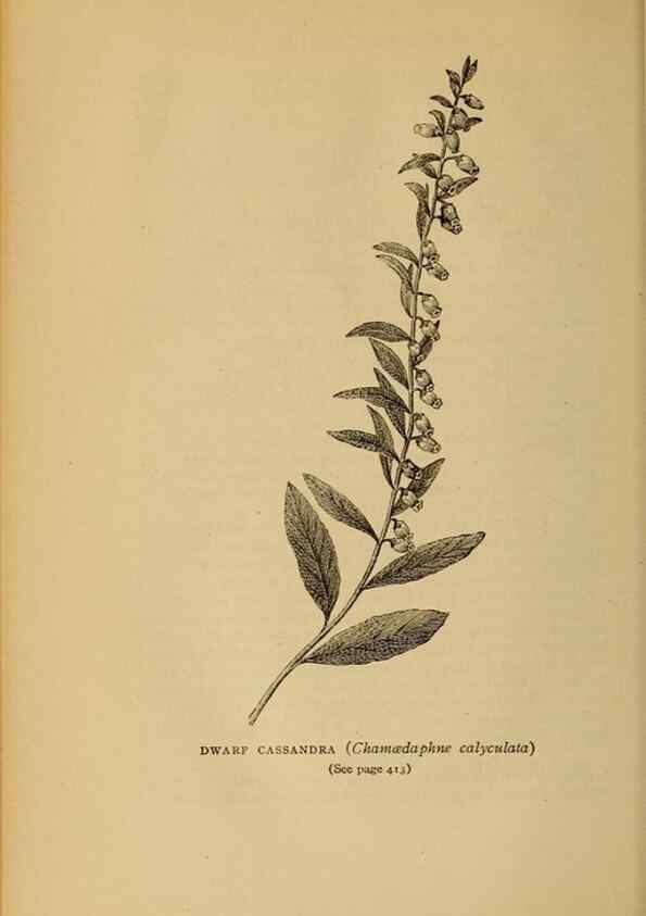 Reproducción/Reproduction 49304432842: Harper's guide to wild flowers,. New York,Harper,1912.. 