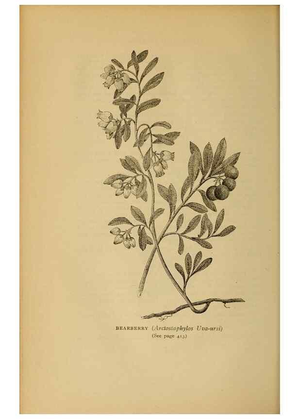 Reproducción/Reproduction 49304433092: Harper's guide to wild flowers,. New York,Harper,1912.. 