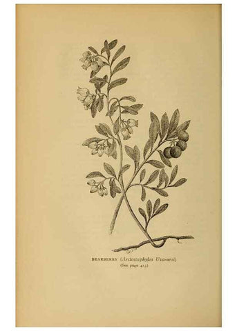 Reproducción/Reproduction 49304433092: Harper's guide to wild flowers,. New York,Harper,1912.. 