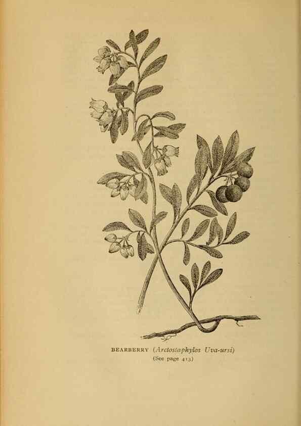 Reproducción/Reproduction 49304433092: Harper's guide to wild flowers,. New York,Harper,1912.. 
