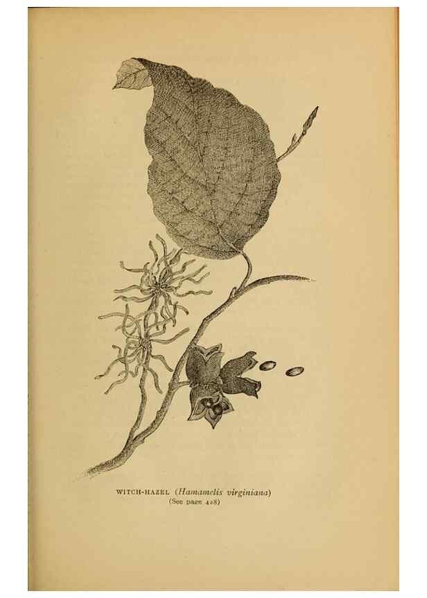 Reproducción/Reproduction 49303735503: Harper's guide to wild flowers,. New York,Harper,1912.. 