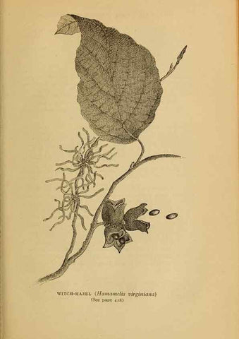 Reproducción/Reproduction 49303735503: Harper's guide to wild flowers,. New York,Harper,1912.. 