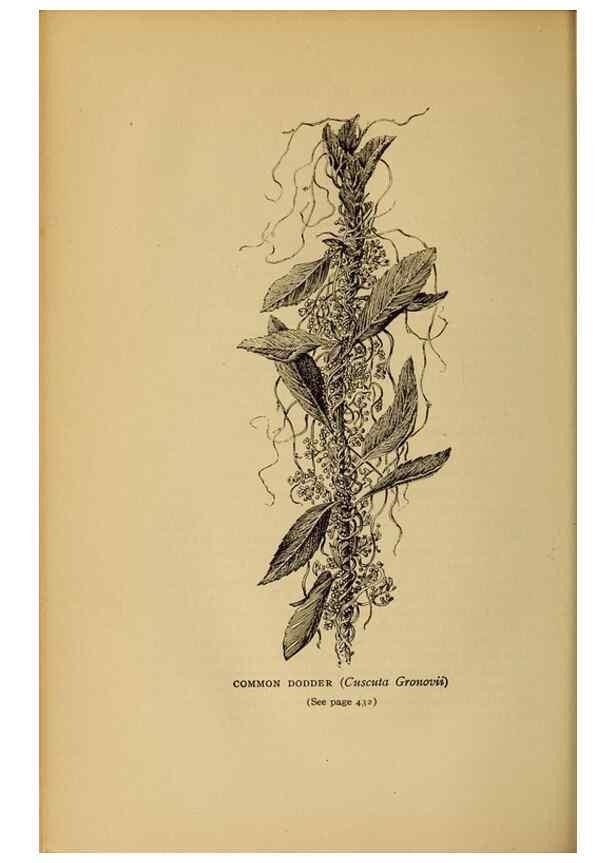 Reproducción/Reproduction 49304433562: Harper's guide to wild flowers,. New York,Harper,1912.. 