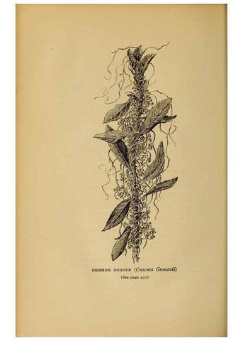 Reproducción/Reproduction 49304433562: Harper's guide to wild flowers,. New York,Harper,1912.. 