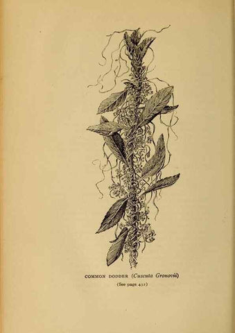 Reproducción/Reproduction 49304433562: Harper's guide to wild flowers,. New York,Harper,1912.. 