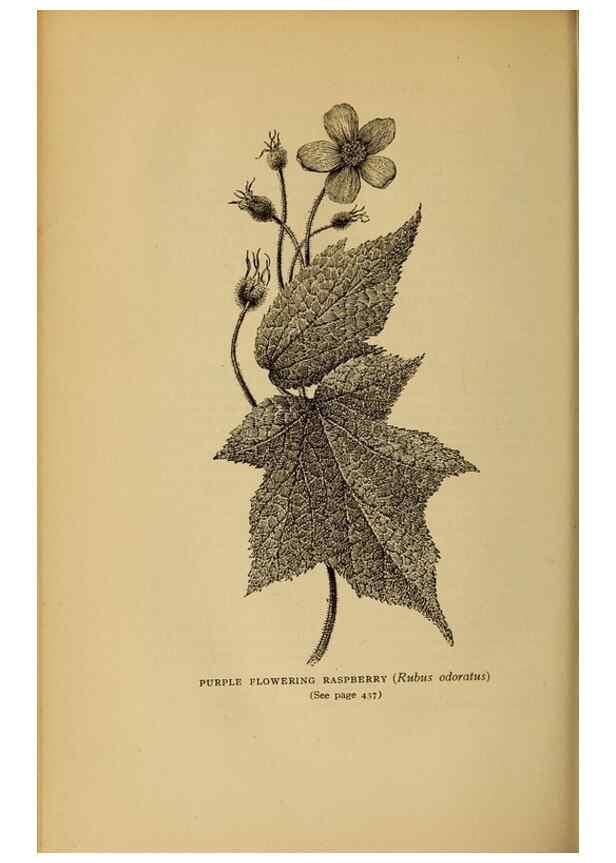 Reproducción/Reproduction 49303735973: Harper's guide to wild flowers,. New York,Harper,1912.. 