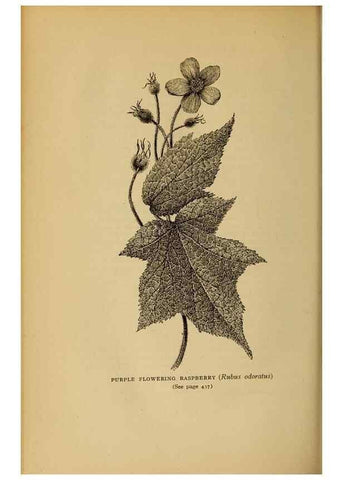 Reproducción/Reproduction 49303735973: Harper's guide to wild flowers,. New York,Harper,1912.. 