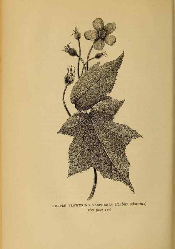 Reproducción/Reproduction 49303735973: Harper's guide to wild flowers,. New York,Harper,1912.. 