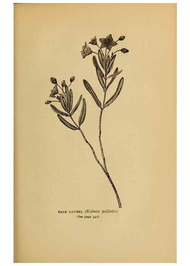 Reproducción/Reproduction 49304433947: Harper's guide to wild flowers,. New York,Harper,1912.. 