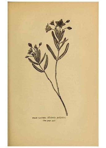 Reproducción/Reproduction 49304433947: Harper's guide to wild flowers,. New York,Harper,1912.. 