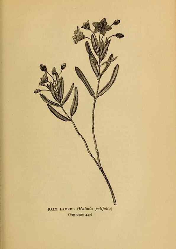 Reproducción/Reproduction 49304433947: Harper's guide to wild flowers,. New York,Harper,1912.. 
