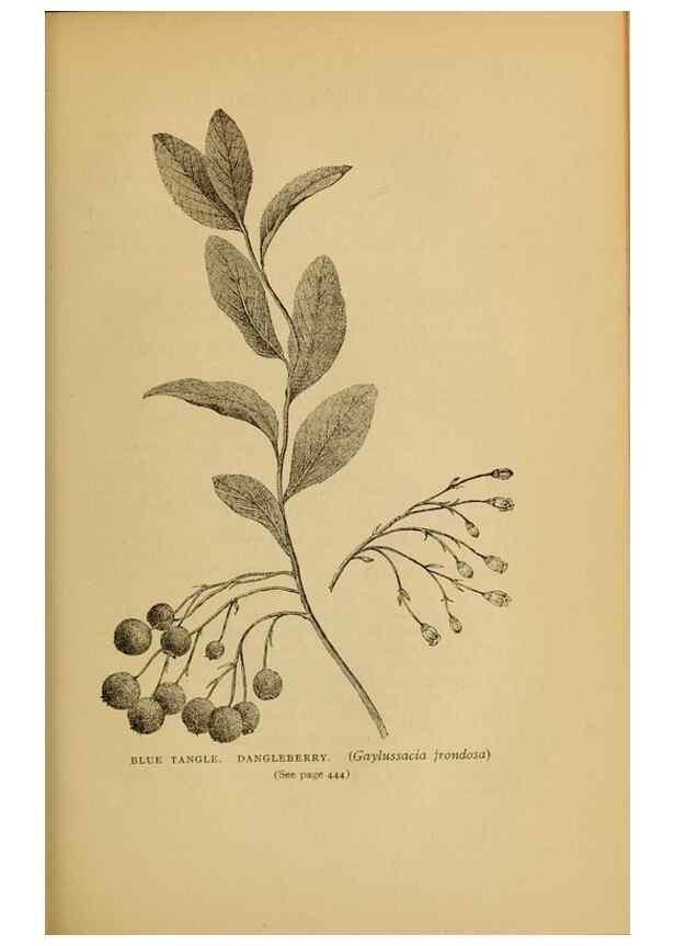 Reproducción/Reproduction 49303736378: Harper's guide to wild flowers,. New York,Harper,1912.. 