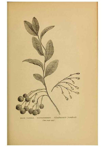 Reproducción/Reproduction 49303736378: Harper's guide to wild flowers,. New York,Harper,1912.. 
