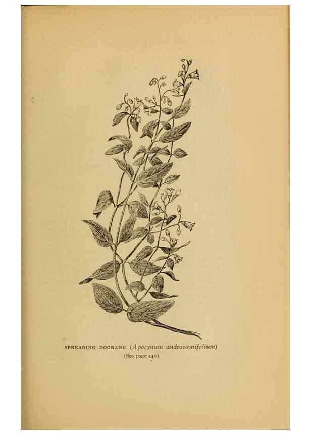 Reproducción/Reproduction 49304434387: Harper's guide to wild flowers,. New York,Harper,1912.. 