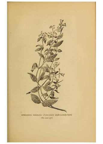 Reproducción/Reproduction 49304434387: Harper's guide to wild flowers,. New York,Harper,1912.. 