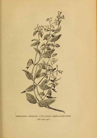 Reproducción/Reproduction 49304434387: Harper's guide to wild flowers,. New York,Harper,1912.. 