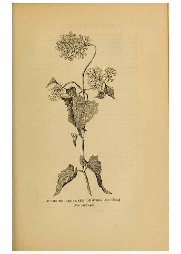 Reproducción/Reproduction 49303736928: Harper's guide to wild flowers,. New York,Harper,1912.. 