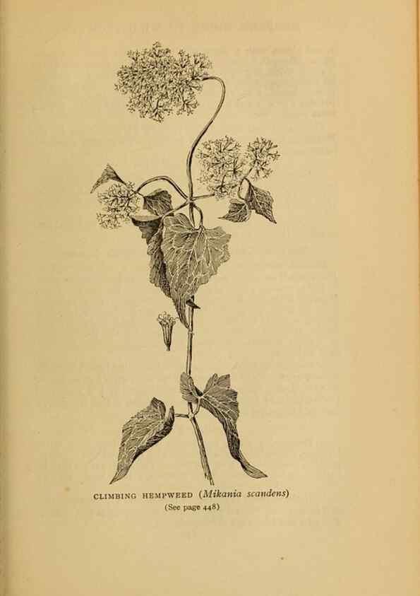Reproducción/Reproduction 49303736928: Harper's guide to wild flowers,. New York,Harper,1912.. 
