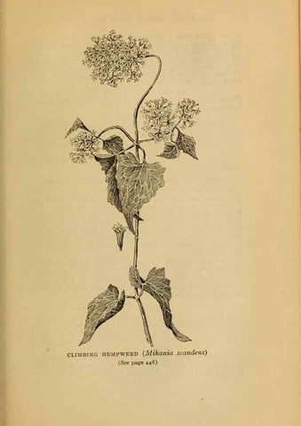 Reproducción/Reproduction 49303736928: Harper's guide to wild flowers,. New York,Harper,1912.. 