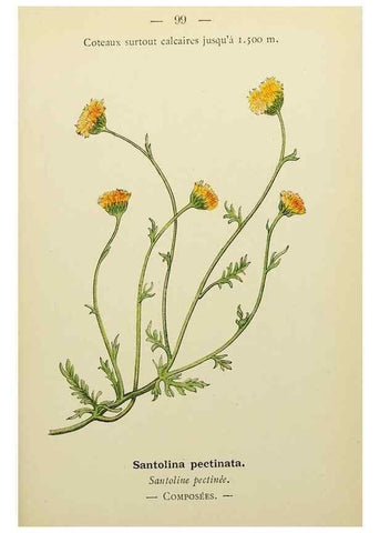 Reproducción/Reproduction 49345325686: Nouvelle flore coloriée de poche des Alpes et des Pyrénées.. Paris,Klincksieck,1906-1912.. 
