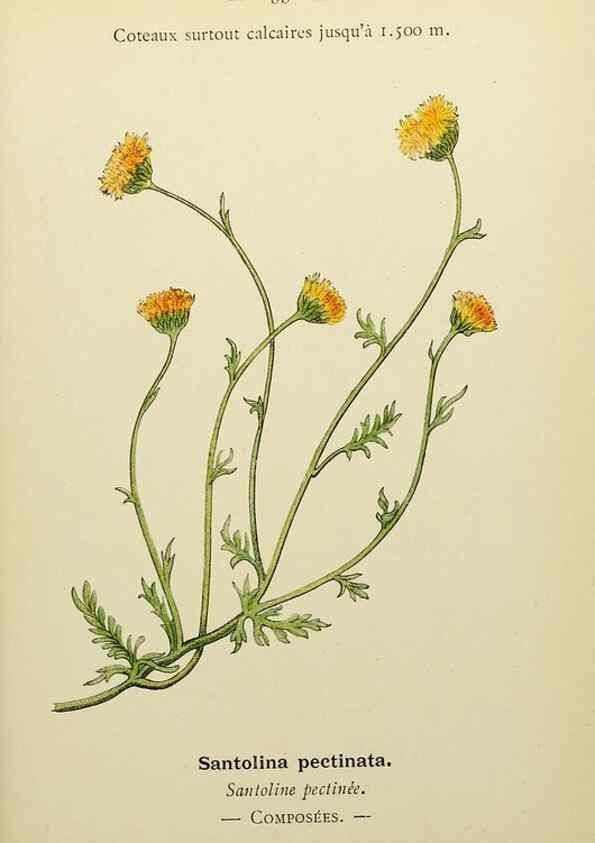 Reproducción/Reproduction 49345325686: Nouvelle flore coloriée de poche des Alpes et des Pyrénées.. Paris,Klincksieck,1906-1912.. 