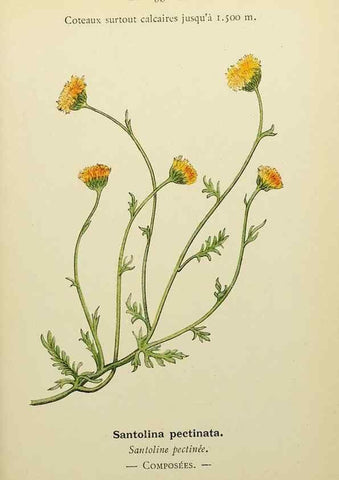 Reproducción/Reproduction 49345325686: Nouvelle flore coloriée de poche des Alpes et des Pyrénées.. Paris,Klincksieck,1906-1912.. 