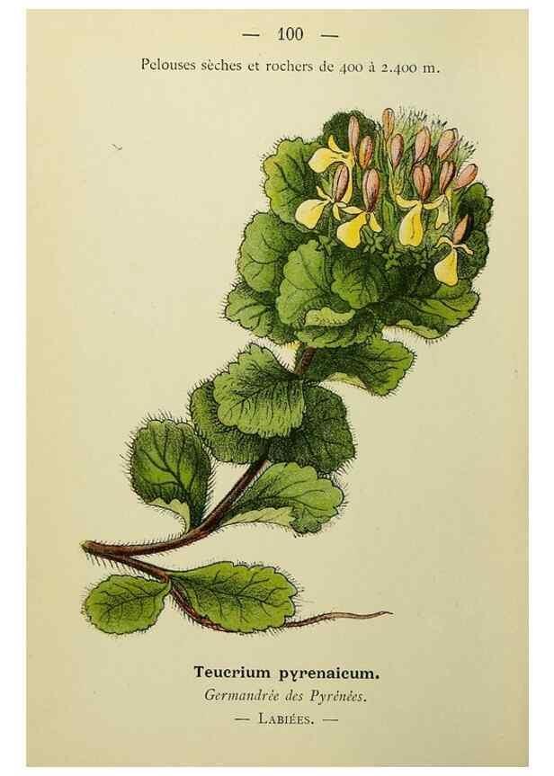 Reproducción/Reproduction 49345326166: Nouvelle flore coloriée de poche des Alpes et des Pyrénées.. Paris,Klincksieck,1906-1912.. 