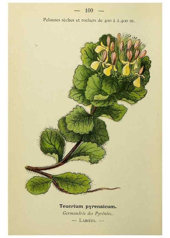 Reproducción/Reproduction 49345326166: Nouvelle flore coloriée de poche des Alpes et des Pyrénées.. Paris,Klincksieck,1906-1912.. 