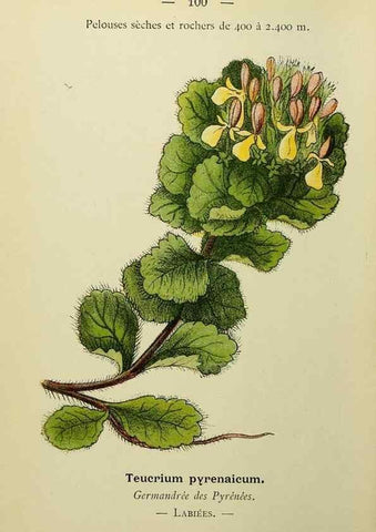 Reproducción/Reproduction 49345326166: Nouvelle flore coloriée de poche des Alpes et des Pyrénées.. Paris,Klincksieck,1906-1912.. 