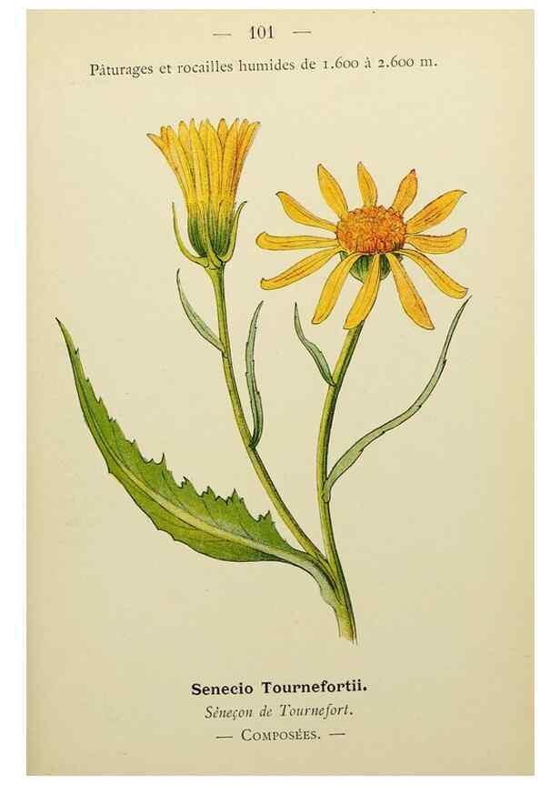 Reproducción/Reproduction 49345326681: Nouvelle flore coloriée de poche des Alpes et des Pyrénées.. Paris,Klincksieck,1906-1912.. 