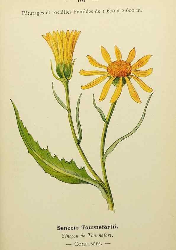 Reproducción/Reproduction 49345326681: Nouvelle flore coloriée de poche des Alpes et des Pyrénées.. Paris,Klincksieck,1906-1912.. 